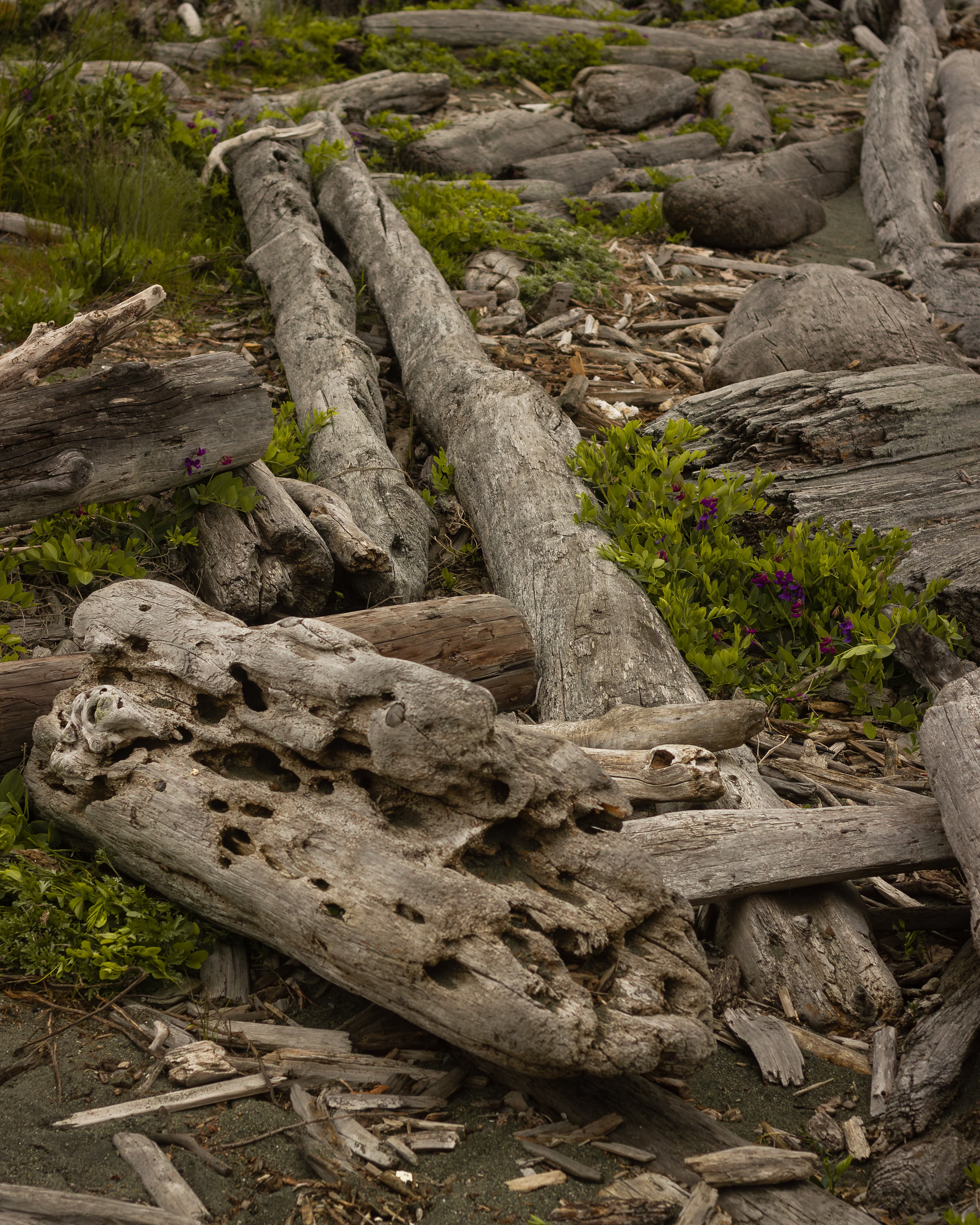 Salvaged driftwood stacked for seasoning